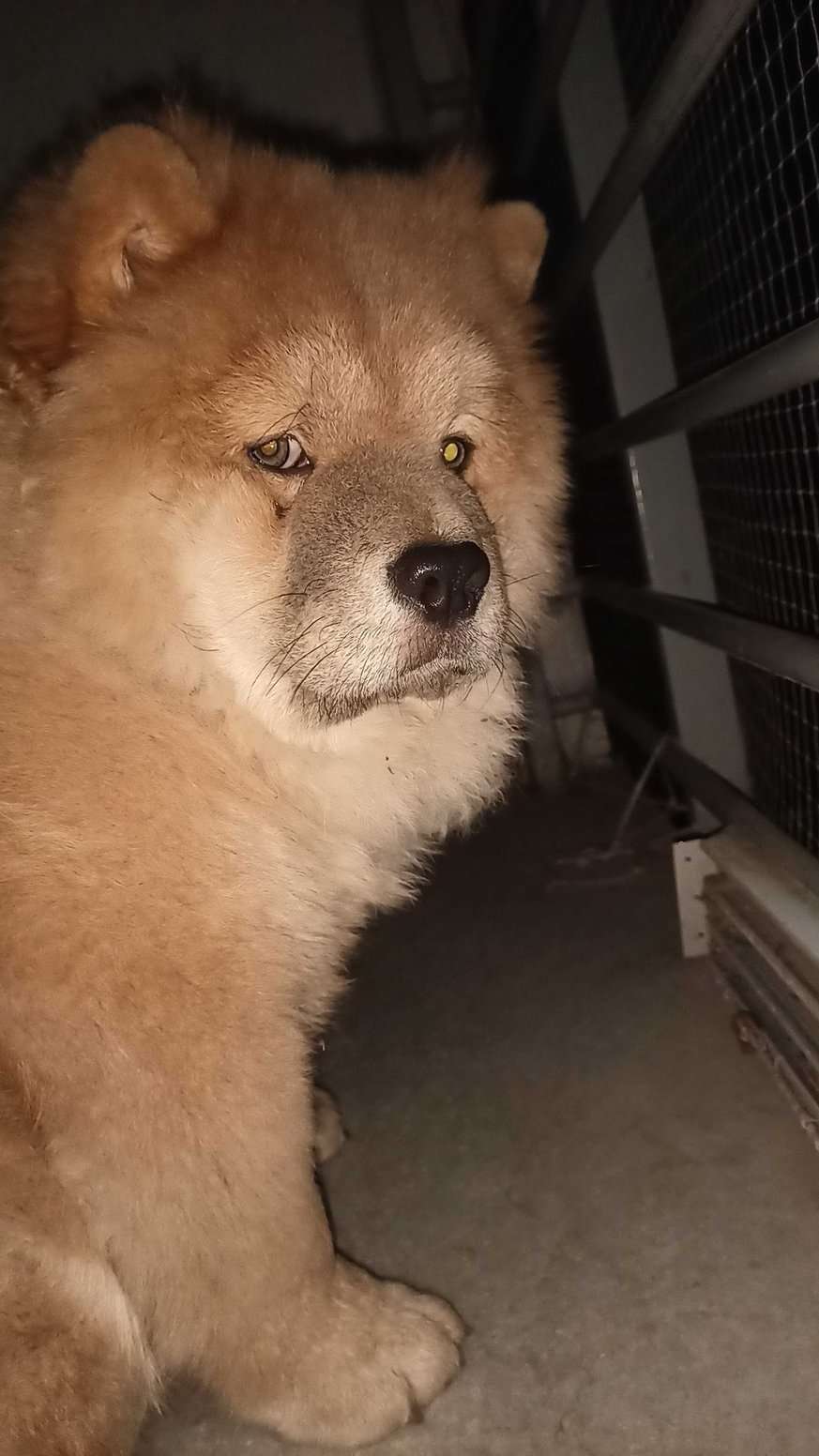 Chow Chow Dogs For Mating In Ahmedabad