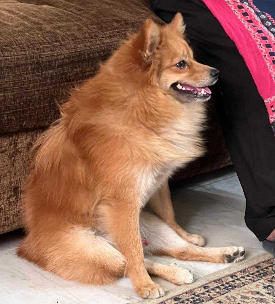 Pomeranian Dogs For Mating In Noida