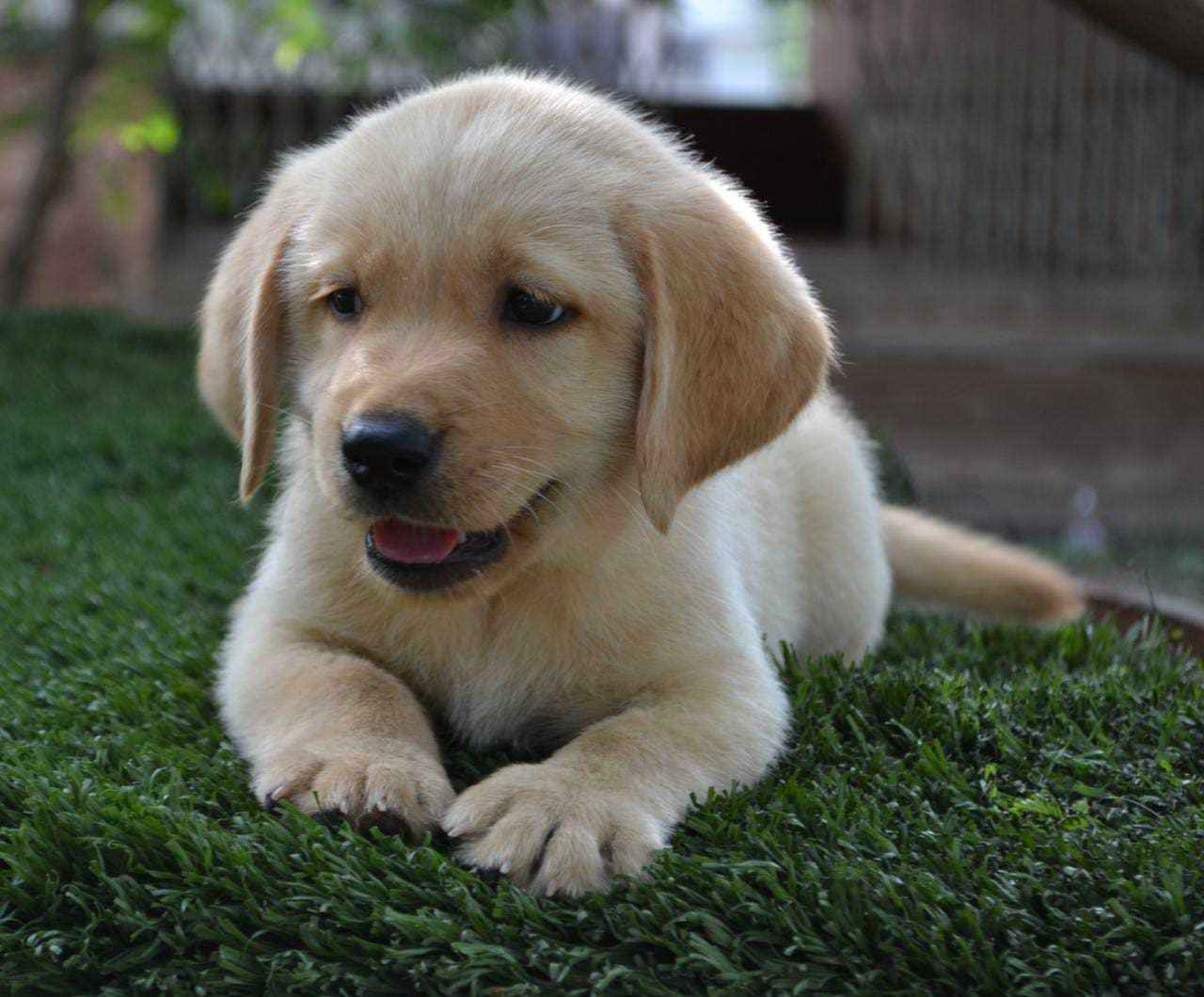 Labrador Retriever For Sale In Noida