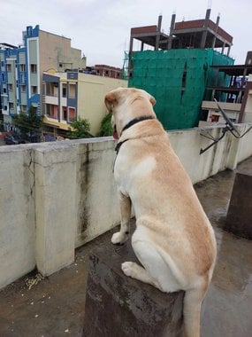 Labrador Retriever Dogs For Mating In Hyderabad