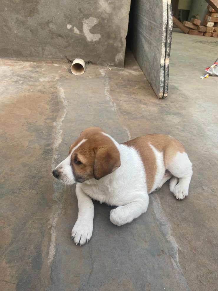 Jack Russell Terrier Dogs For Mating In Amritsar