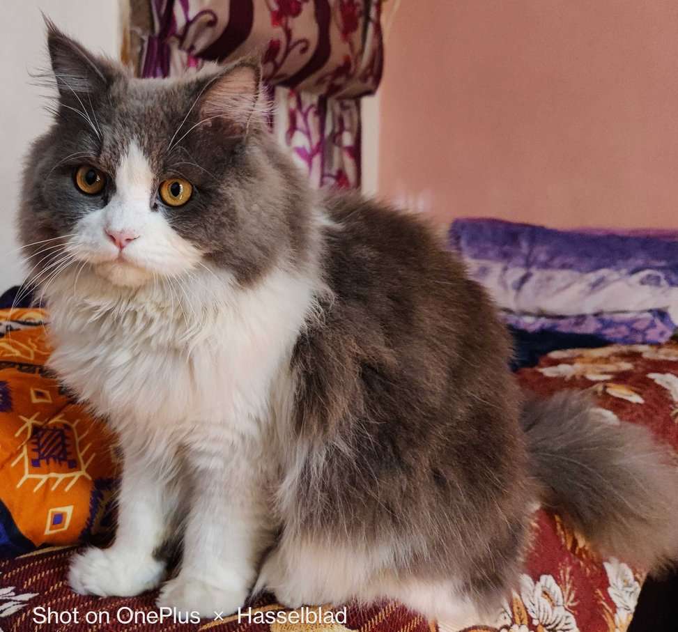 Persian Dogs For Mating In Delhi