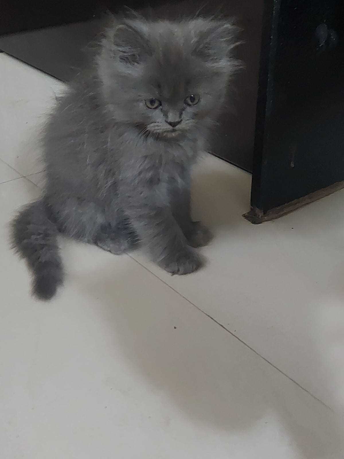 Persian For Sale In Satara