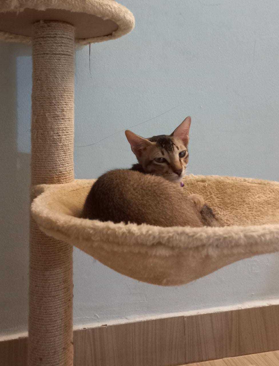 Indian Breed For Adoption In Bhubaneswar