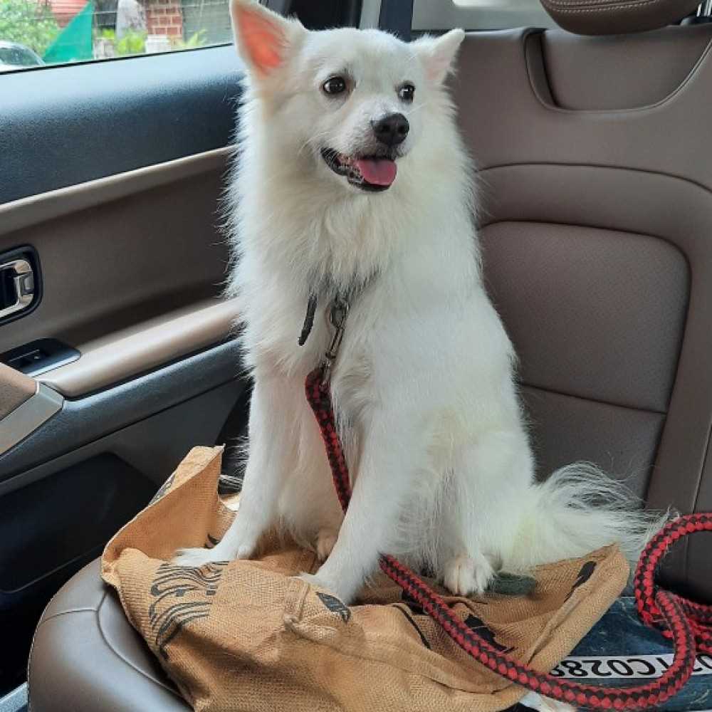 Indian Spitz Dogs For Mating In Madurai