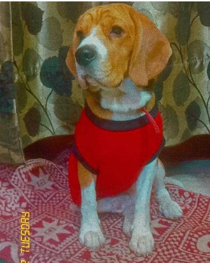 Beagle Dogs For Mating In Delhi