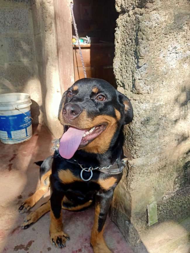 Rottweiler Dogs For Mating In Thiruvananthapuram