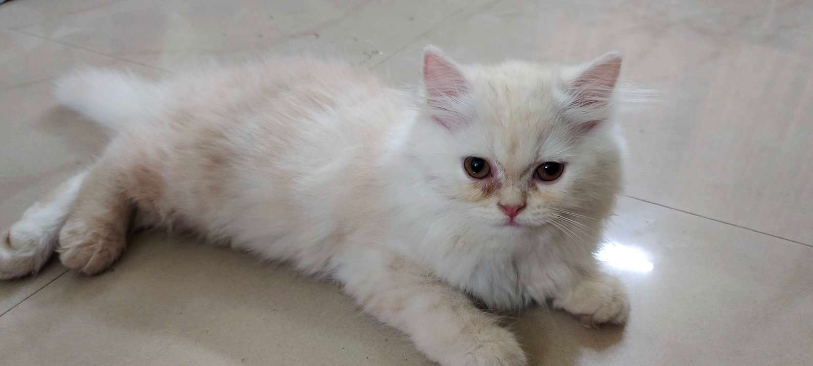 Persian For Sale In Thrissur