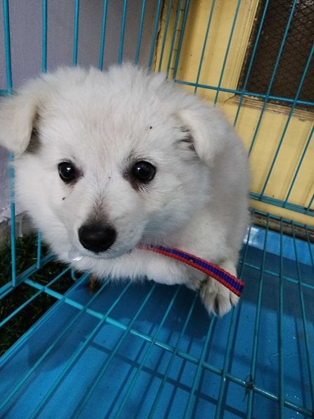 Pomeranian For Sale In Lucknow