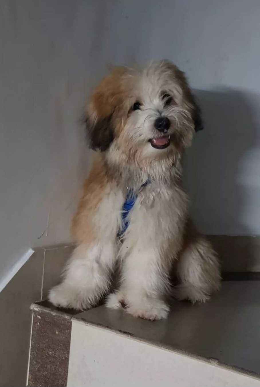 Lhasa Apso Dogs For Mating In Kochi