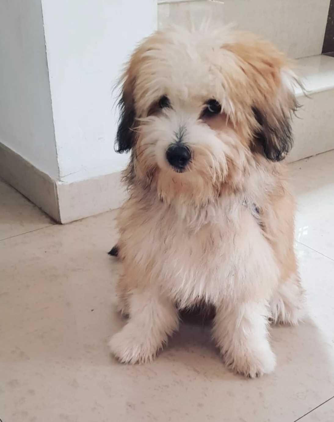 Lhasa Apso Dogs For Mating In Kochi