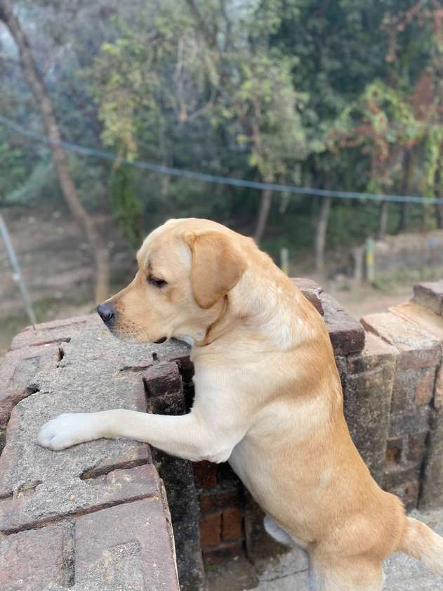 Labrador Retriever Dogs For Mating In Hazaribag
