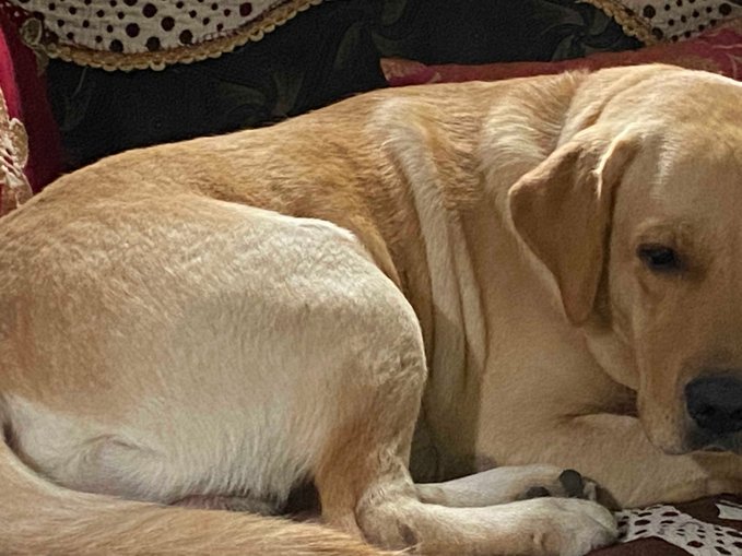 Labrador Retriever Dogs For Mating In Hazaribag