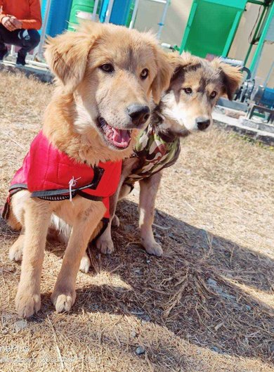 Indian Breed For Adoption In Pauri