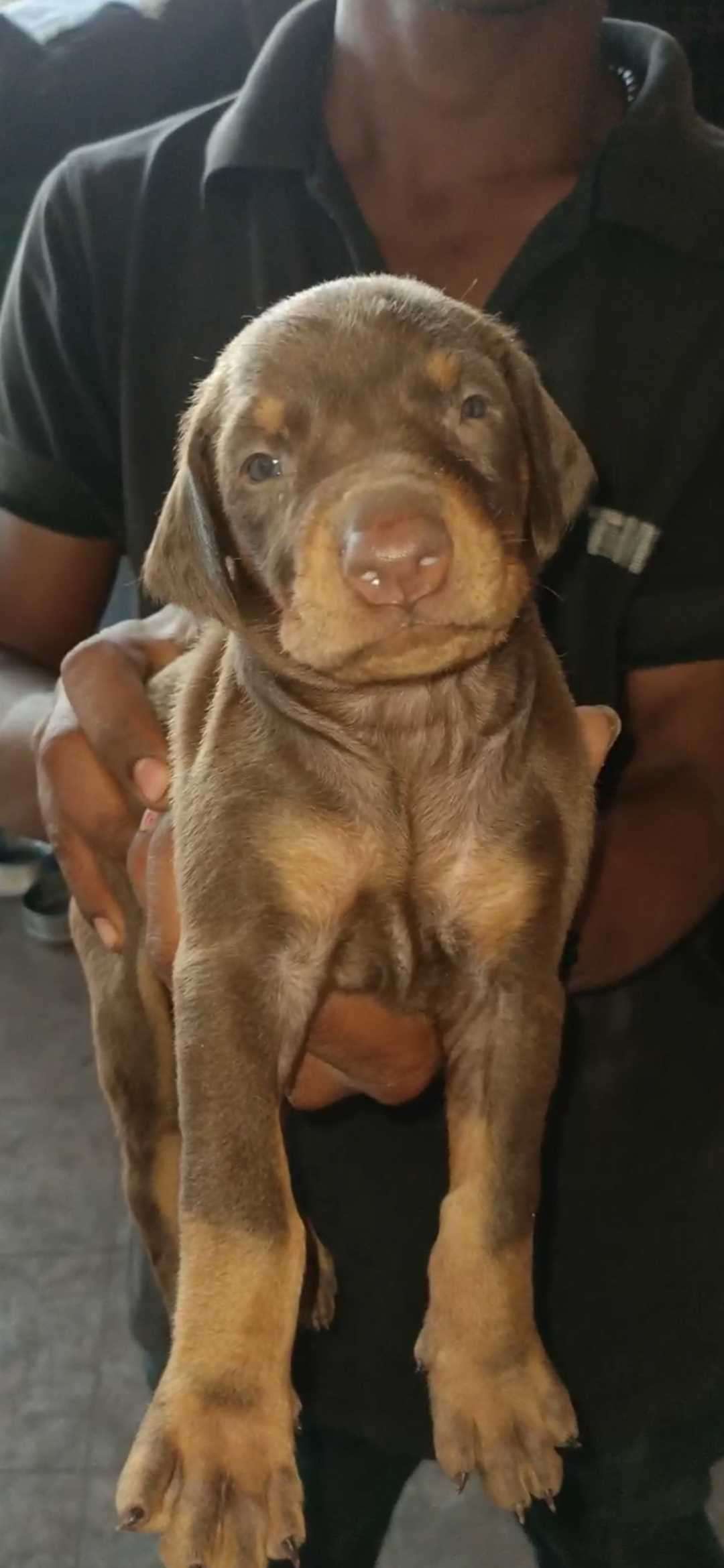 Doberman For Sale In Valsad