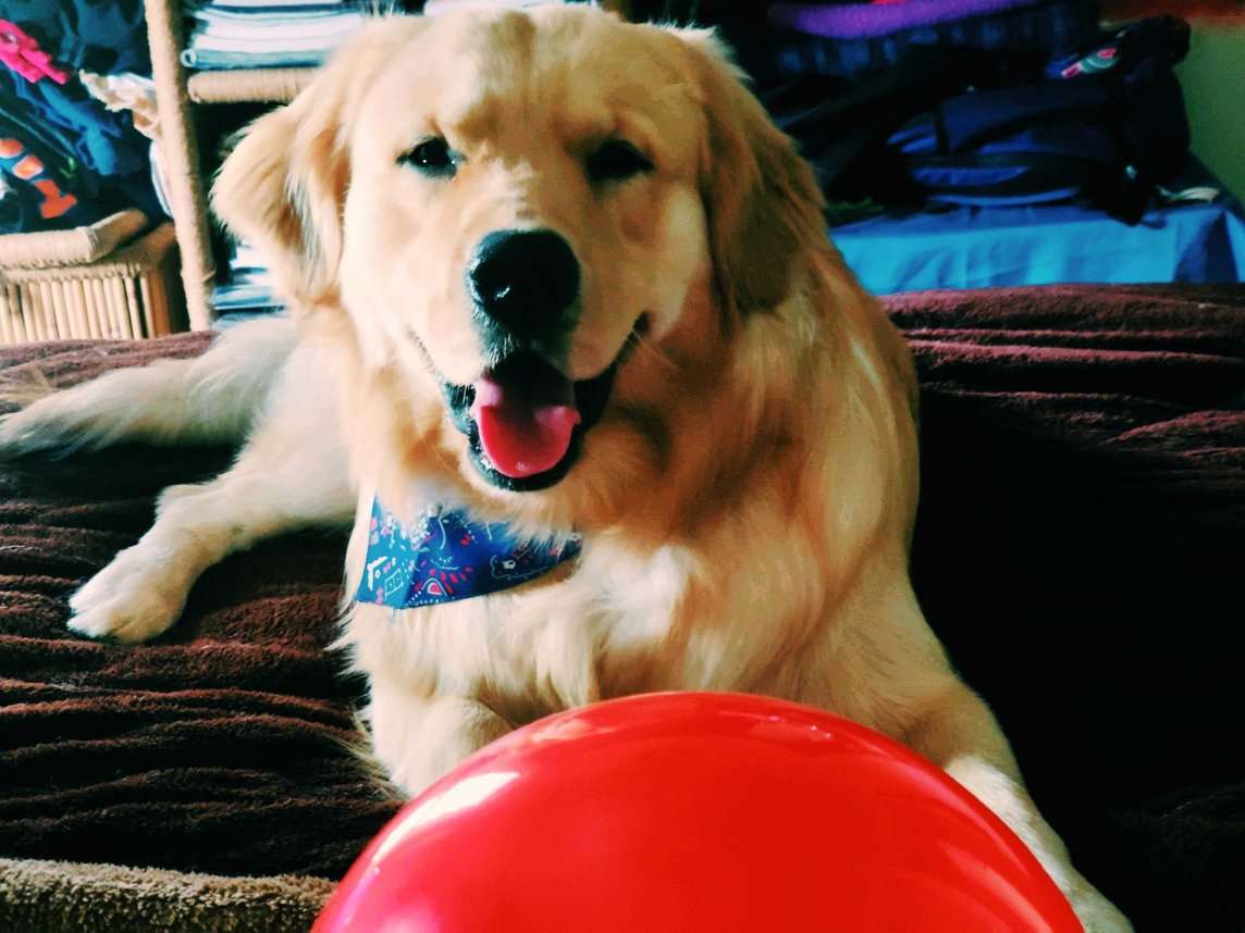 Golden Retriever Dogs For Mating In Agra