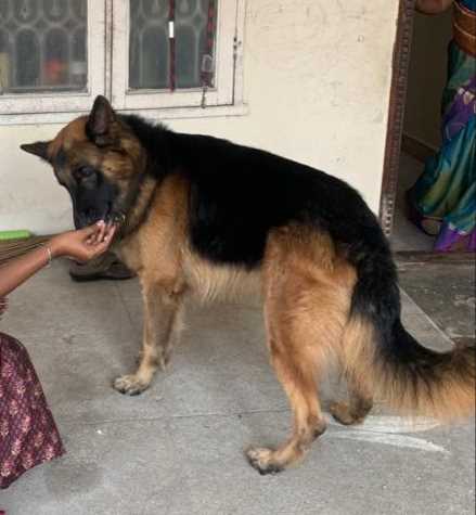 German Shepherd Dogs For Mating In Chennai