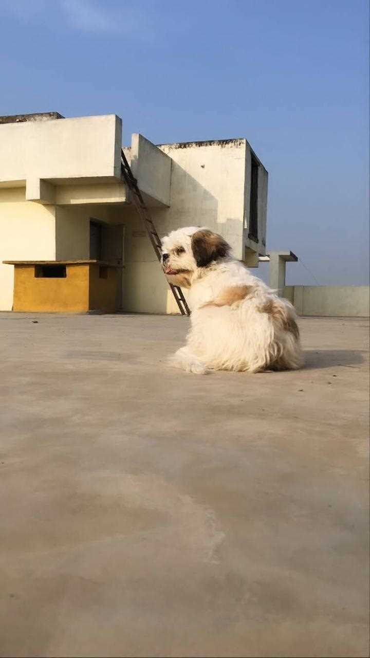 Shih Tzu Dogs For Mating In Hyderabad
