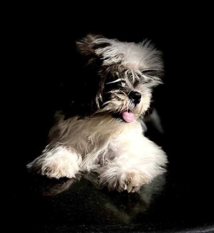Shih Tzu Dogs For Mating In Hyderabad