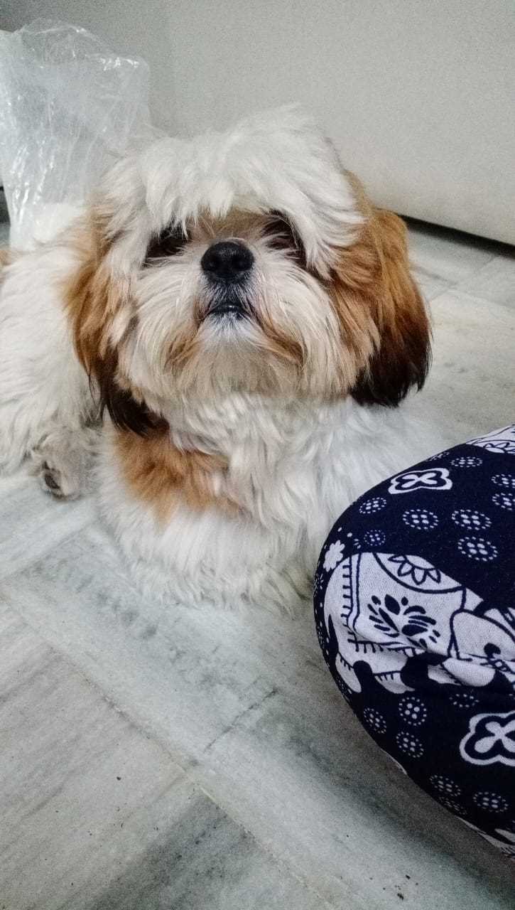 Shih Tzu Dogs For Mating In Hyderabad