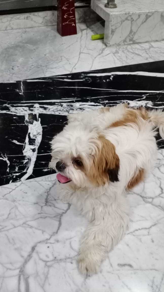 Shih Tzu Dogs For Mating In Hyderabad