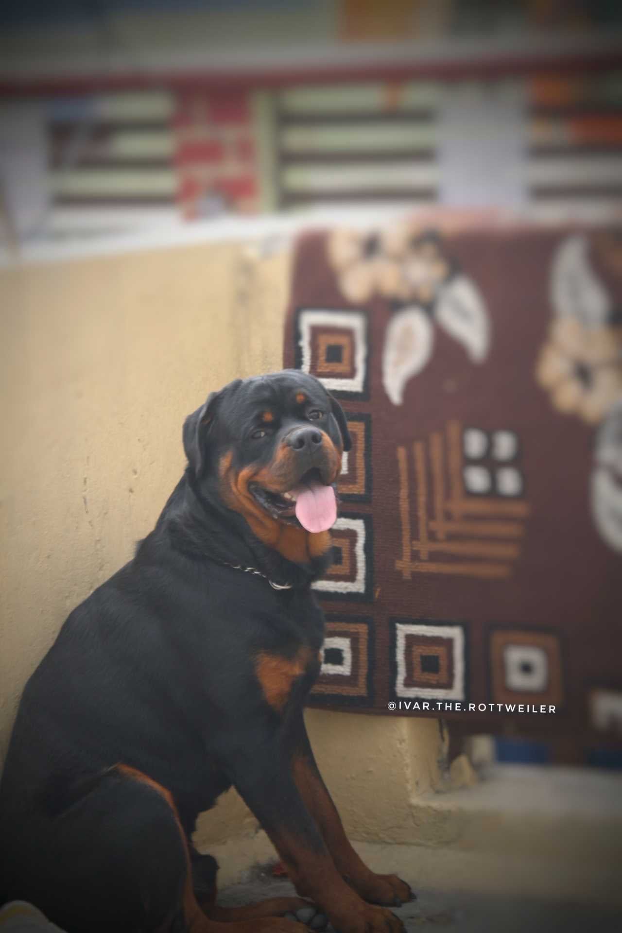 Rottweiler Dogs For Mating In Dehradun