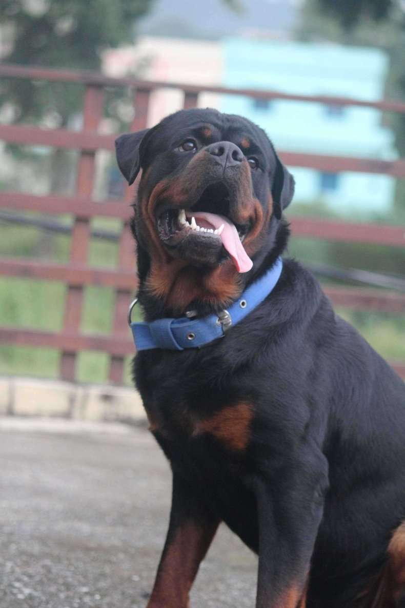Rottweiler Dogs For Mating In Dehradun