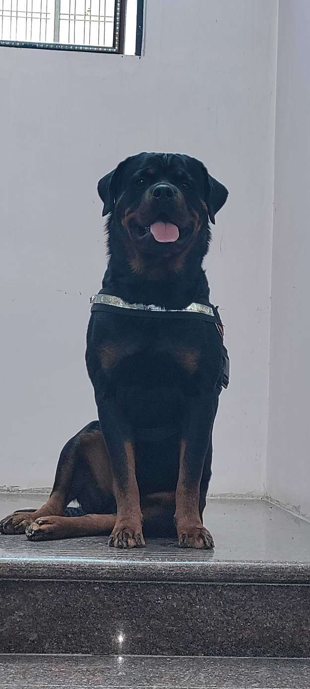 Rottweiler Dogs For Mating In Chennai