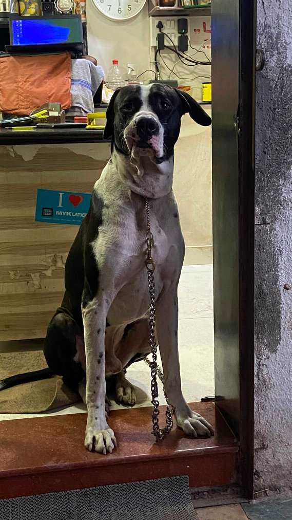 Indian Mastiff Dogs For Mating In Thane