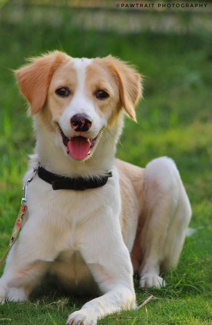 Indian Breed Dogs For Mating In Pune