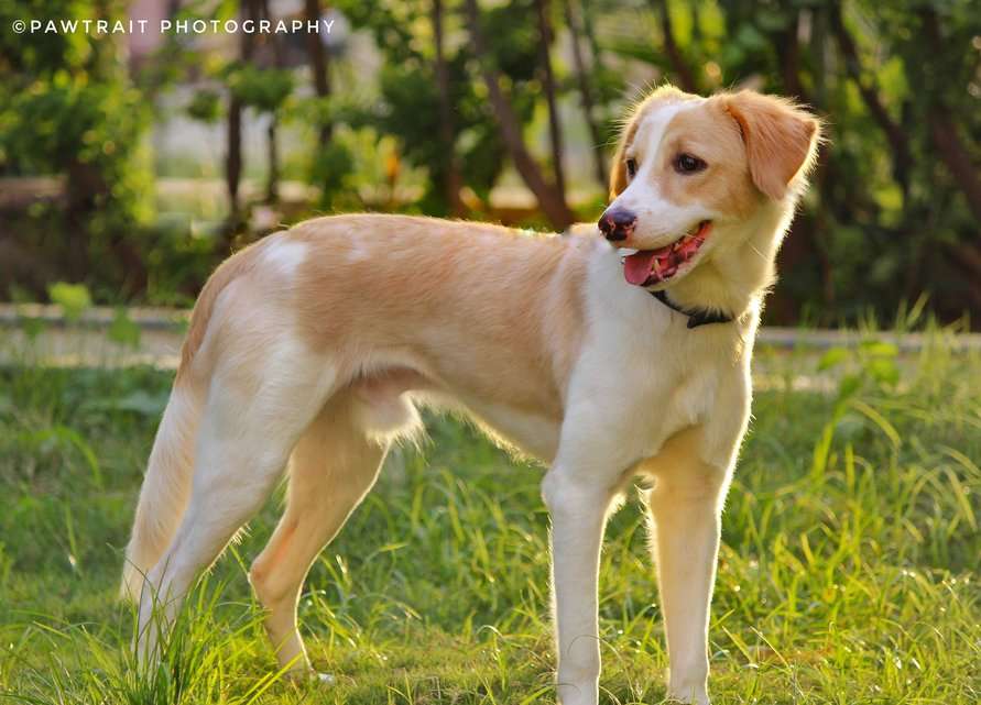 Indian Breed Dogs For Mating In Pune