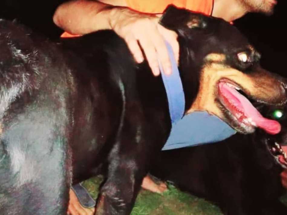 Rottweiler Dogs For Mating In Delhi