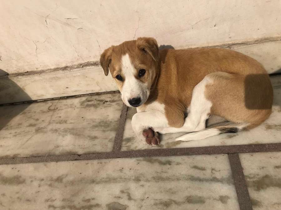 Indian Breed For Adoption In Sonipat HR