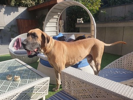Great Dane Dogs For Mating In Delhi