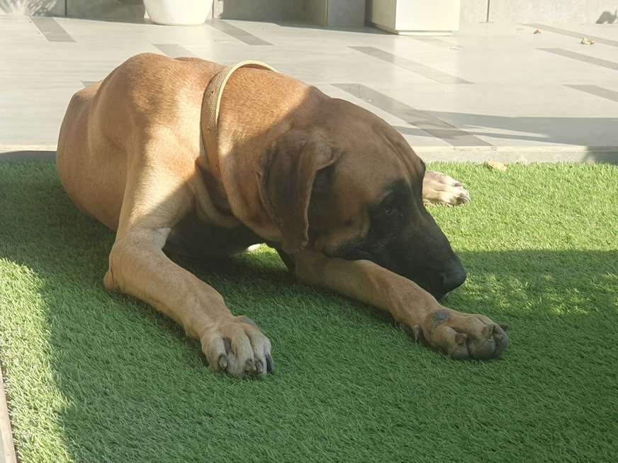 Great Dane Dogs For Mating In Delhi