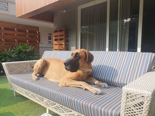 Great Dane Dogs For Mating In Delhi