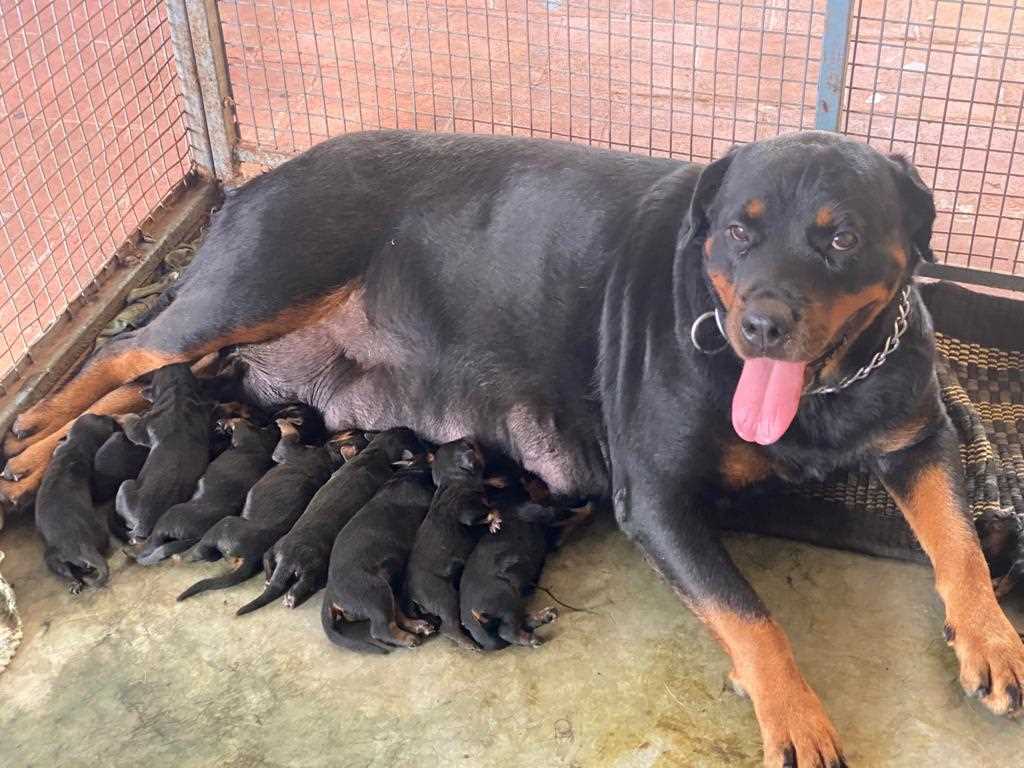 Rottweiler For Sale In Chennai