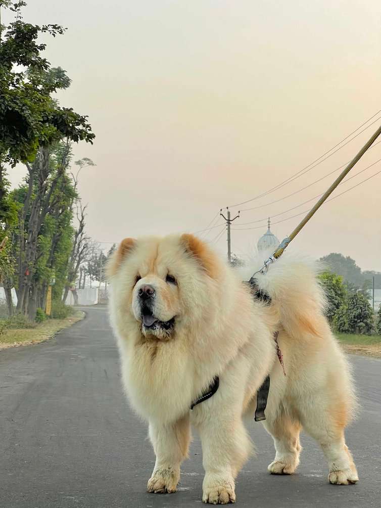 Chow Chow Dogs For Mating In Ludhiana