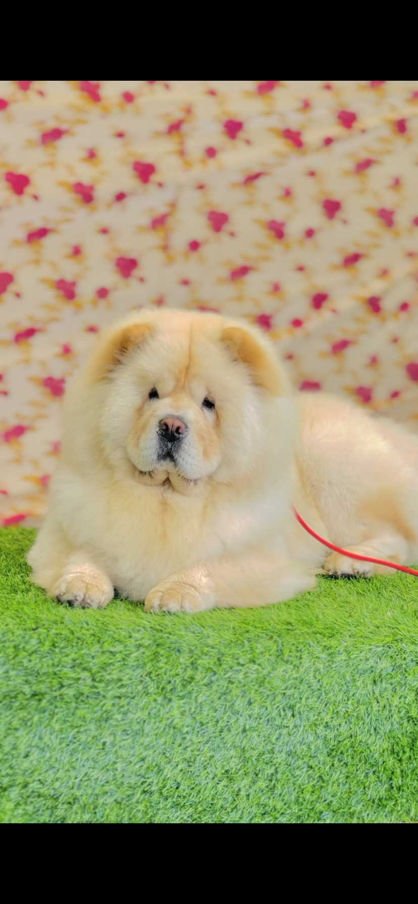 Chow Chow Dogs For Mating In Ludhiana