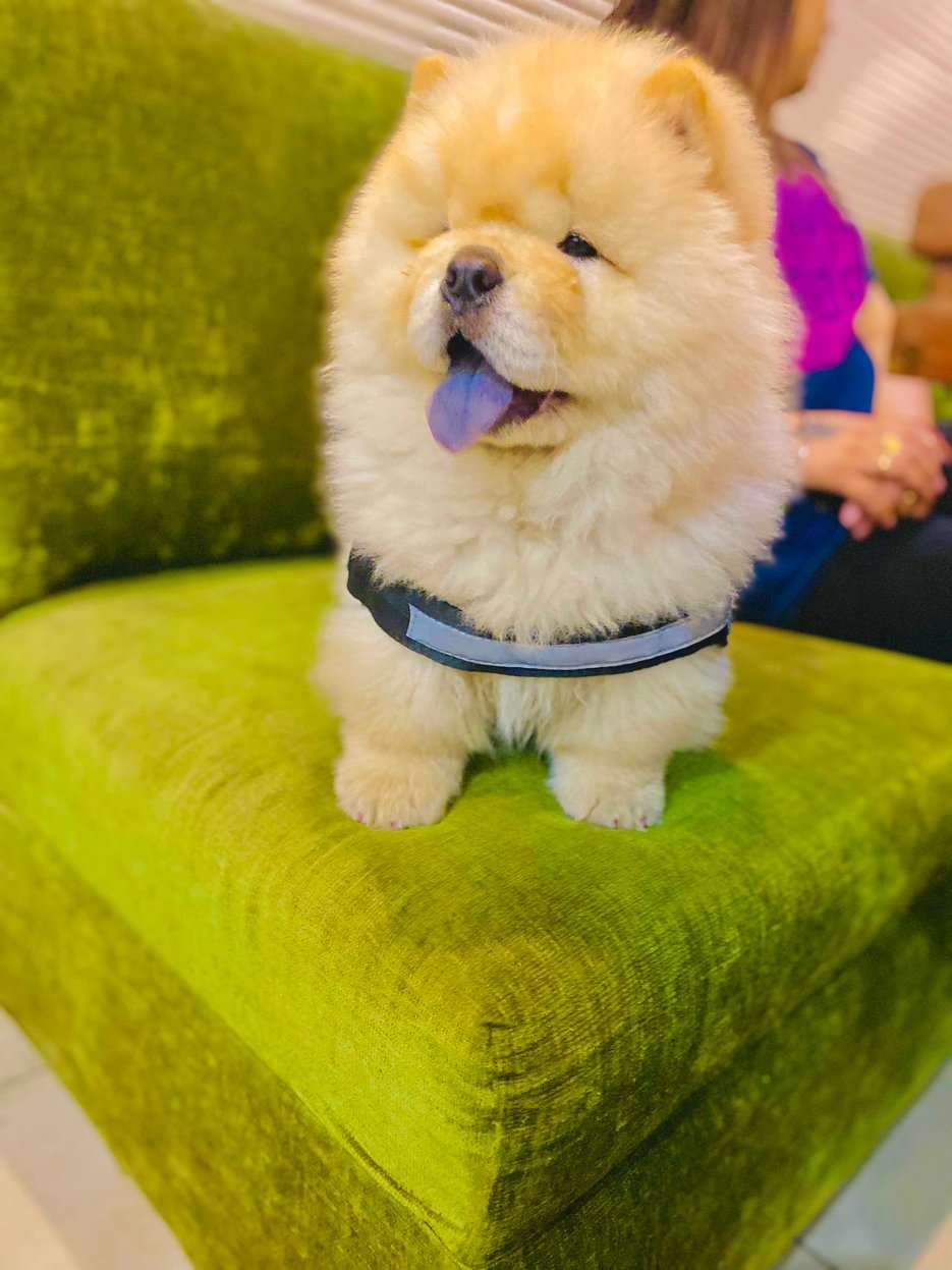 Chow Chow Dogs For Mating In Ludhiana