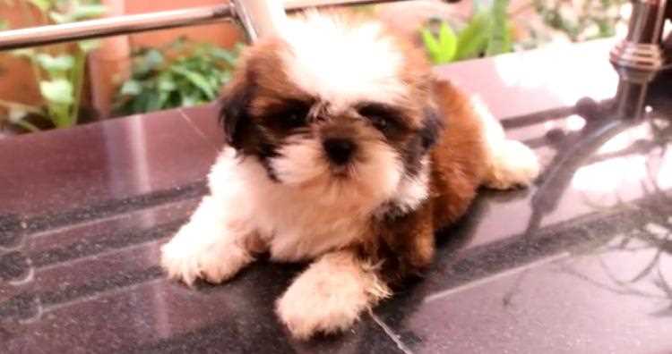 Shih Tzu For Sale In Kochi