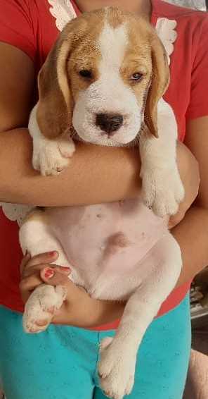 Beagle For Sale In Thrissur
