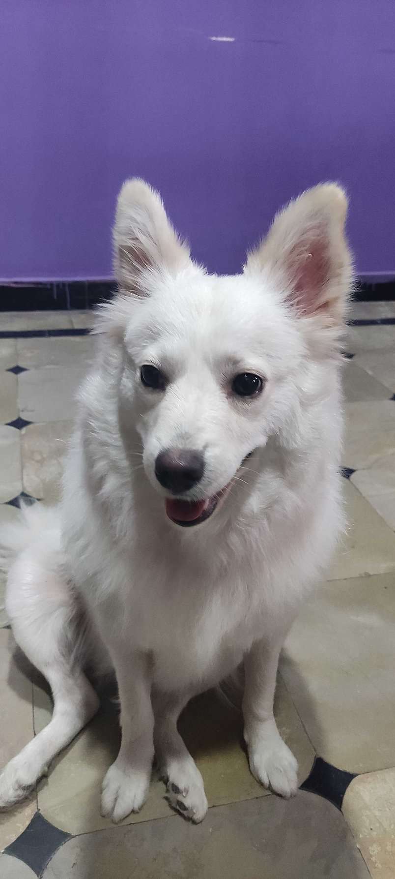 Pomeranian Dogs For Mating In Secunderabad