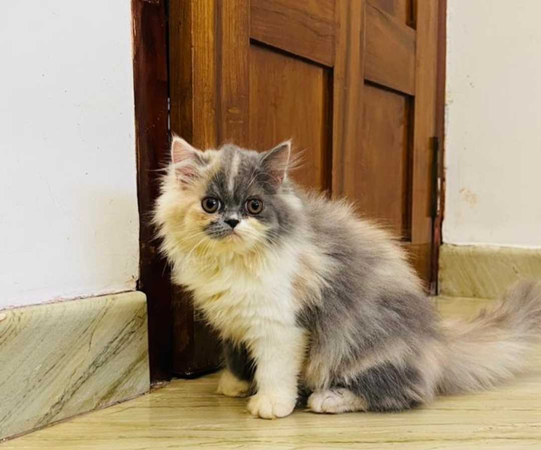Calico For Sale In Malappuram
