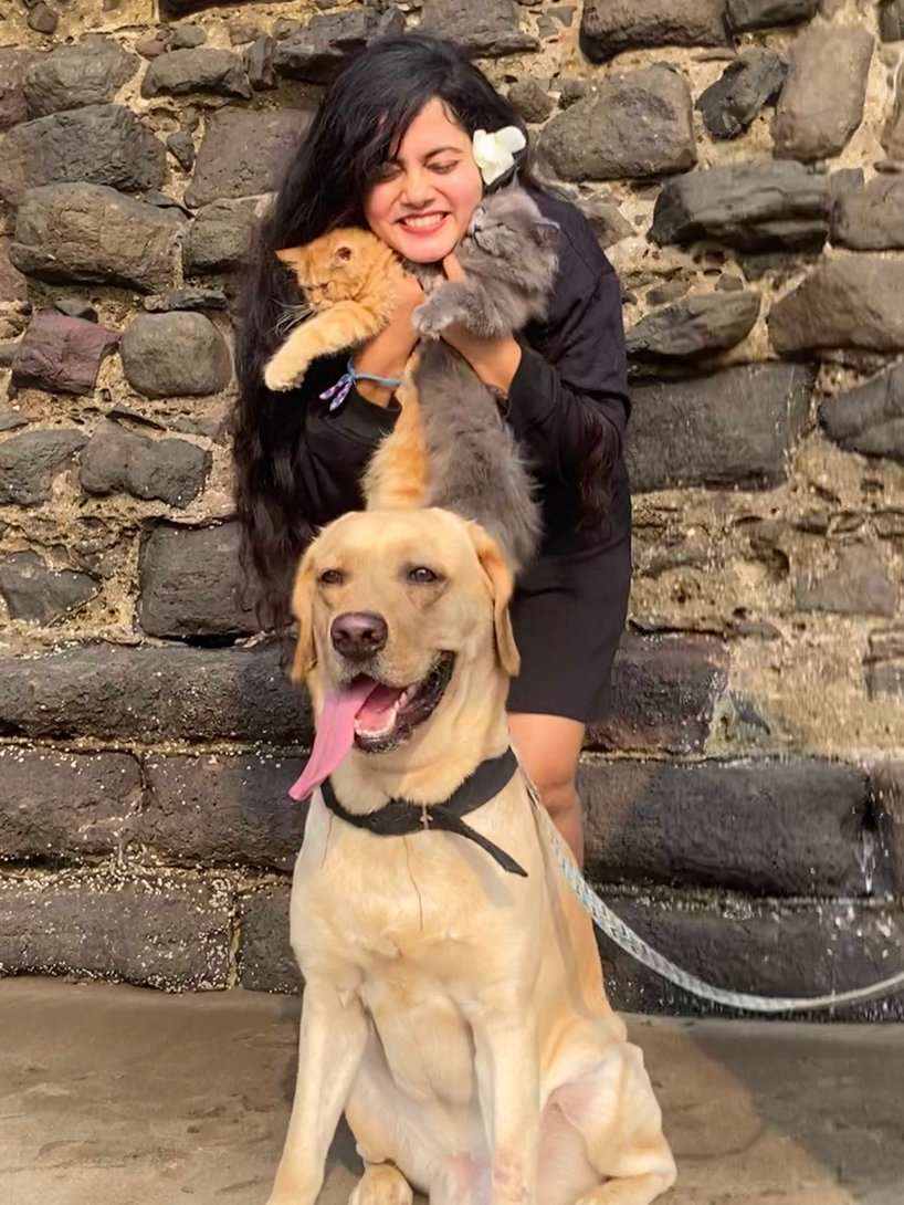 Labrador Retriever Dogs For Mating In Mumbai