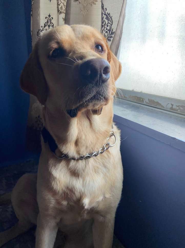 Labrador Retriever Dogs For Mating In Mumbai
