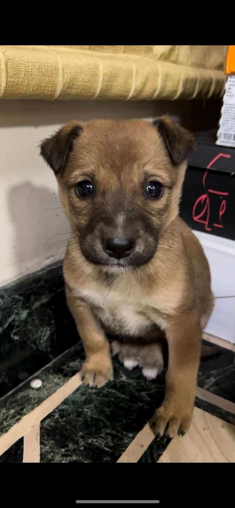 Indian Breed For Adoption In Lucknow