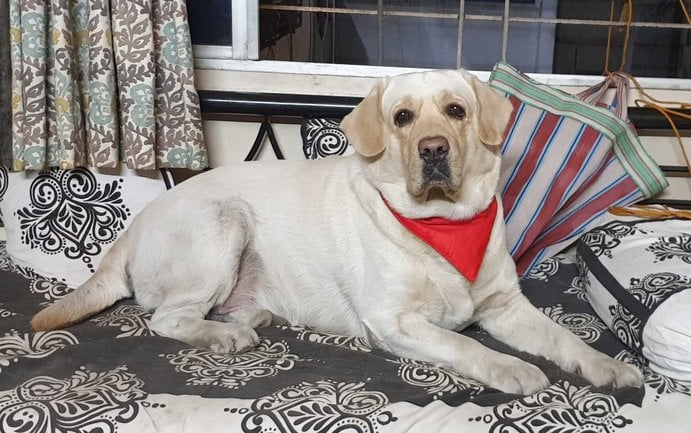 Labrador Retriever Dogs For Mating In Pune