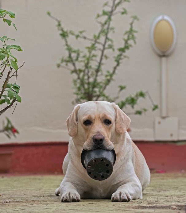 Labrador Retriever Dogs For Mating In Pune