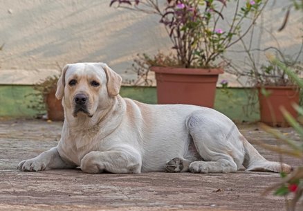 Labrador Retriever Dogs For Mating In Pune